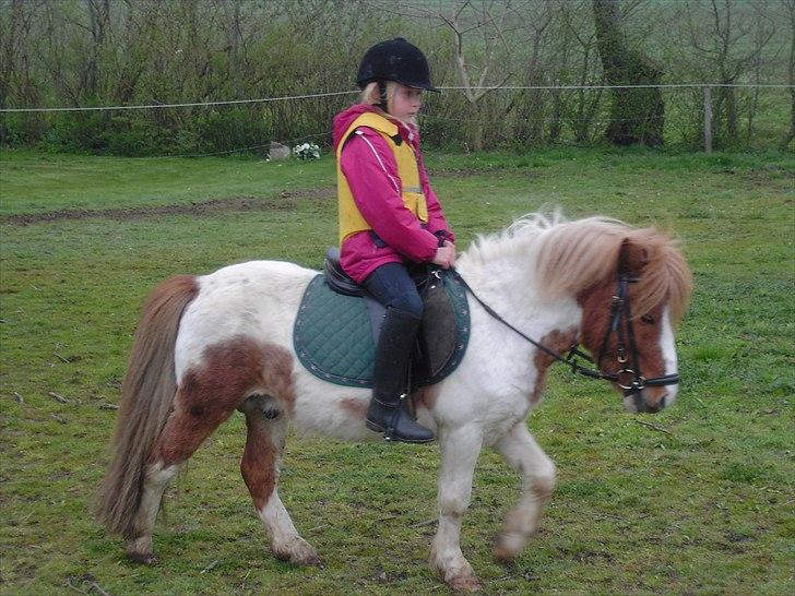 Shetlænder Anton - Han er virklig bare en prins nogen gange og kan virklig gå rigtig fint billede 3