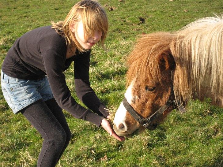 Shetlænder Anton - Hvem har længst pandehår billede 6