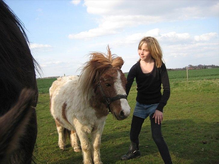 Shetlænder Anton - Hvem er sejst billede 7