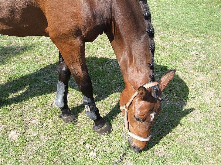 Dansk Varmblod Poldine - Sølyst Himmelhest billede 6
