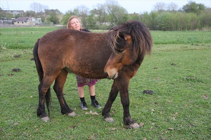 Islænder Flakkari lunakilde billede 5