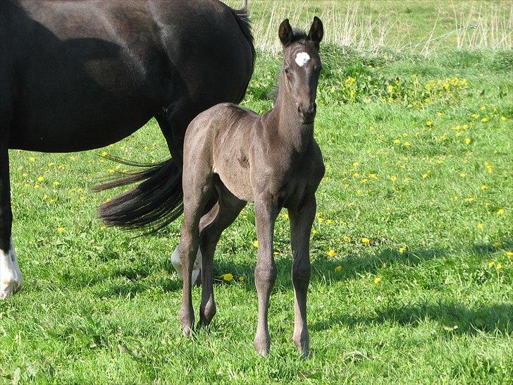 Dansk Varmblod Pontus billede 1