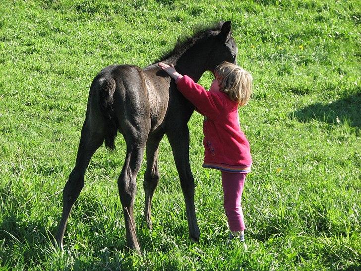 Dansk Varmblod Pontus billede 3