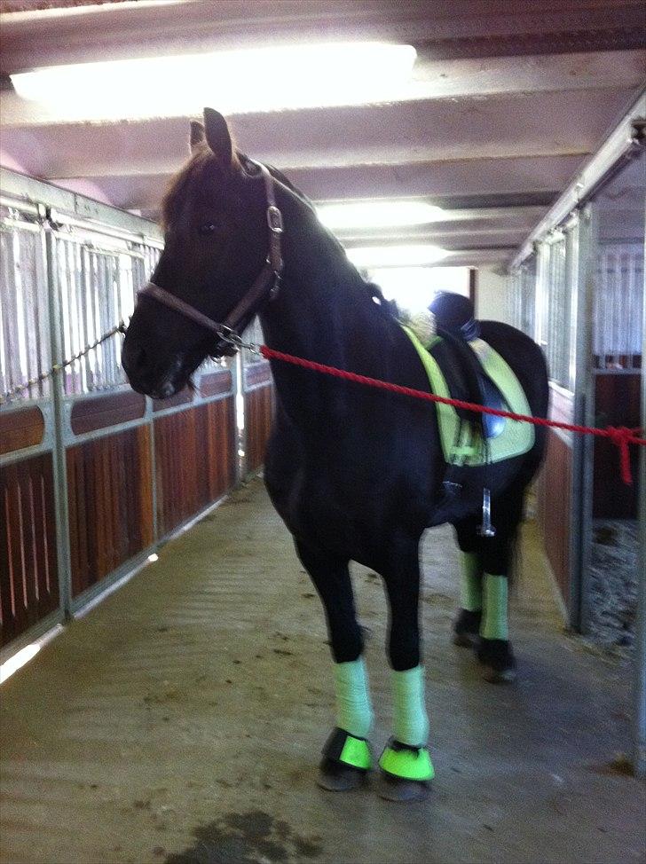 Frieser WHISPER GIRL <3 * solgt og savnet * billede 12