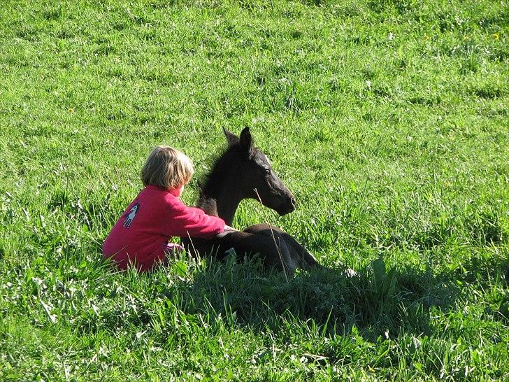 Dansk Varmblod Pontus billede 4