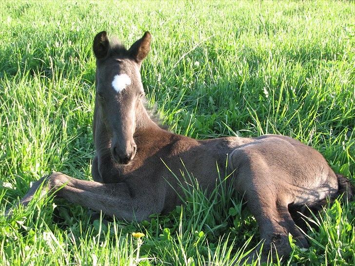 Dansk Varmblod Pontus billede 5