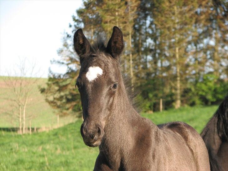 Dansk Varmblod Pontus billede 6