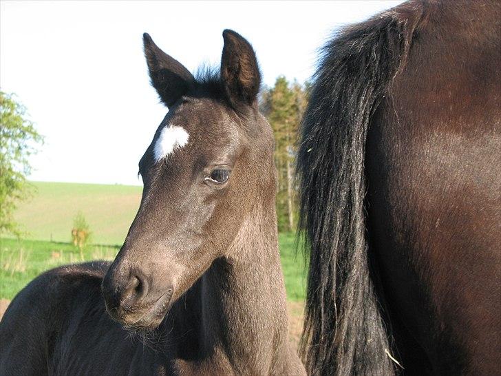 Dansk Varmblod Pontus billede 7