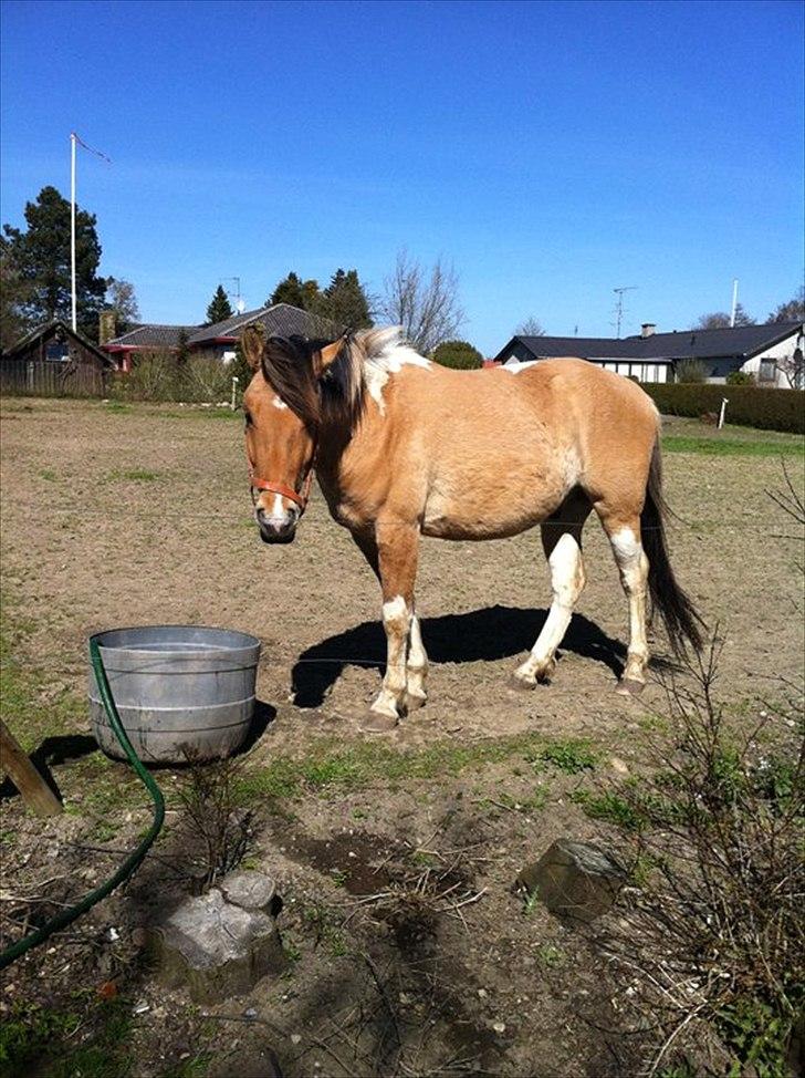 Anden særlig race Simba  - nyt billede april 2010 billede 10