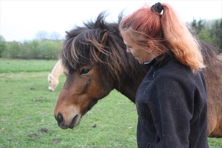 Islænder Flakkari lunakilde billede 6