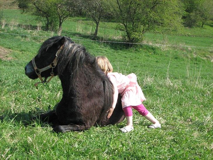 Dartmoor Babe´s Jamilla billede 8