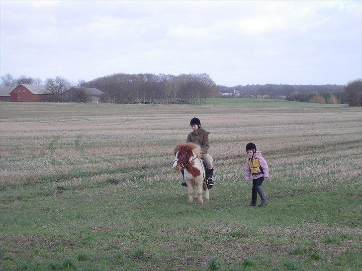 Shetlænder Anton - Mig og kusine ude på marken sammen med anton. billede 8