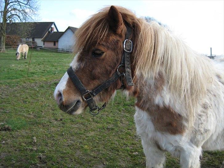 Shetlænder Anton - Han er virklig bare en charmetrold som man ikke kan andet ind at elske rigtig højt billede 9