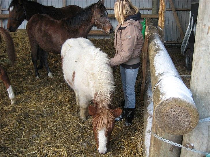 Shetlænder Anton - Anton som er flyttet op på unghingste folden<3 billede 10