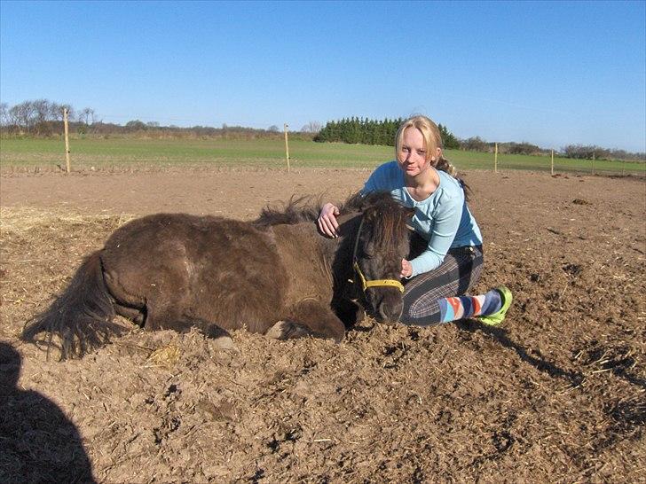 Shetlænder speedy - tillid ja det tror jeg på :) speedy jeg elsker dig! <3 billede 18