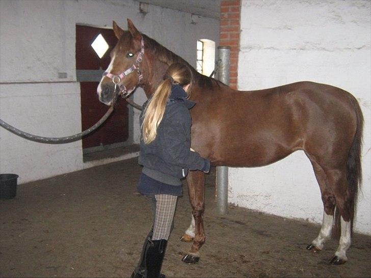 Tysk Sportspony princess - elsker dig smukke pige <3 billede 1