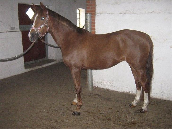 Tysk Sportspony princess - elsker dig smukke pige<3 billede 2