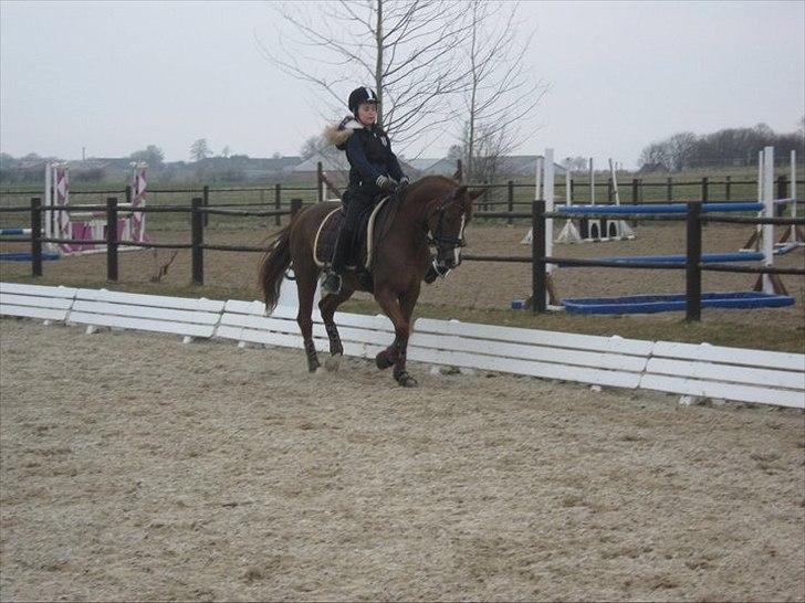 Tysk Sportspony princess - elsker dig smukke pige<3 billede 3