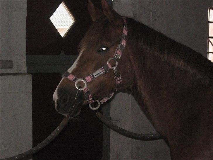 Tysk Sportspony princess - elsker dig smukke tøs<3 billede 4