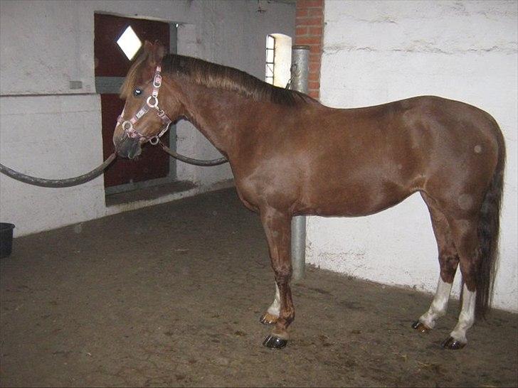 Tysk Sportspony princess - elsker dig smukke tøs<3 billede 5