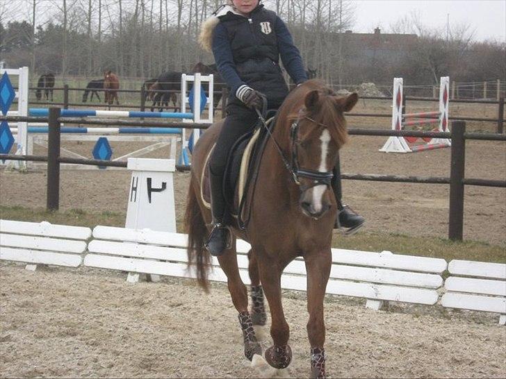 Tysk Sportspony princess - elsker dig smukke tøs<3 billede 6