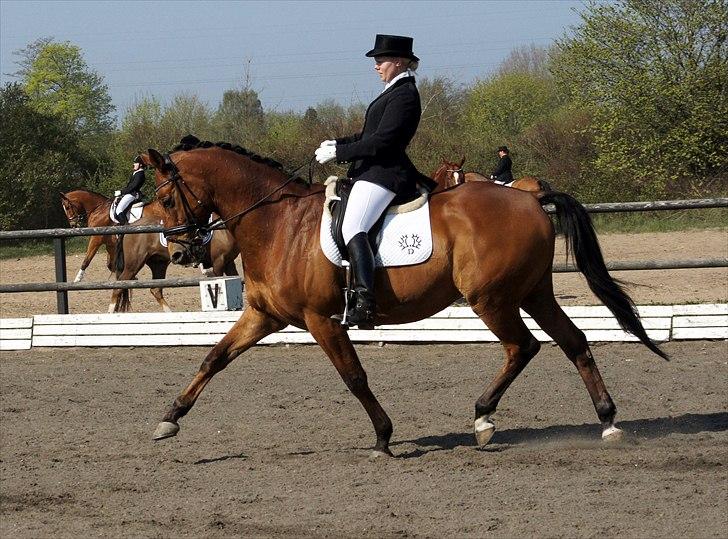 Trakehner Kim Blæsbjerg billede 8