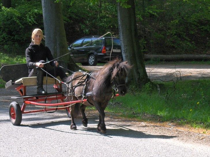Shetlænder Donna af bommose - en lille skovtur den 7. maj 2011 billede 15