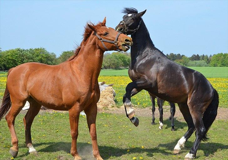 Oldenborg Okholms Armani II - Armani og Rodolf leger :-D Foto: Camilla Petersen (mig) billede 13