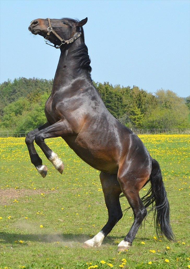 Oldenborg Okholms Armani II - Fjollehoved :-D Foto: Camilla Petersen (mig) billede 15