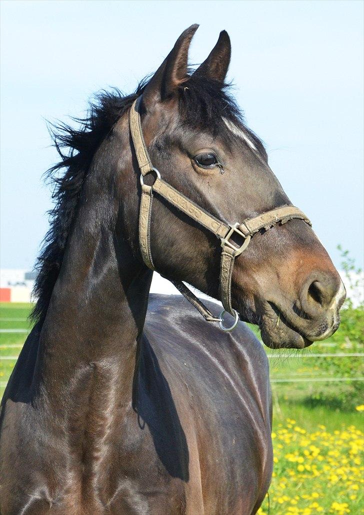 Oldenborg Okholms Armani II - "hvad er deet?" :-D Foto: Camilla Petersen (mig) billede 19