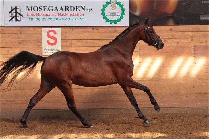 DSP Røgild's dolina - Til DSP's eliteskue 2010.  billede 6