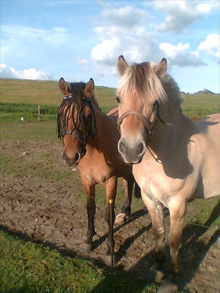 Fjordhest kildegårdens fie *RIP* billede 13