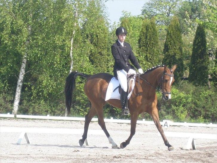 Arabisk fuldblod (OX) Emma OX billede 15