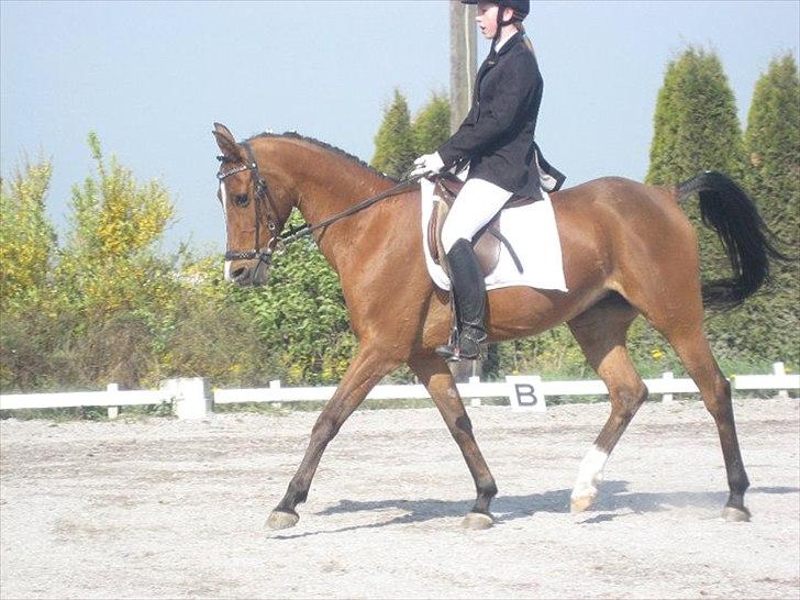 Arabisk fuldblod (OX) Emma OX - Mig og Emma til vores 3 dressurstævne.. LC1 (første uplaceret) billede 16