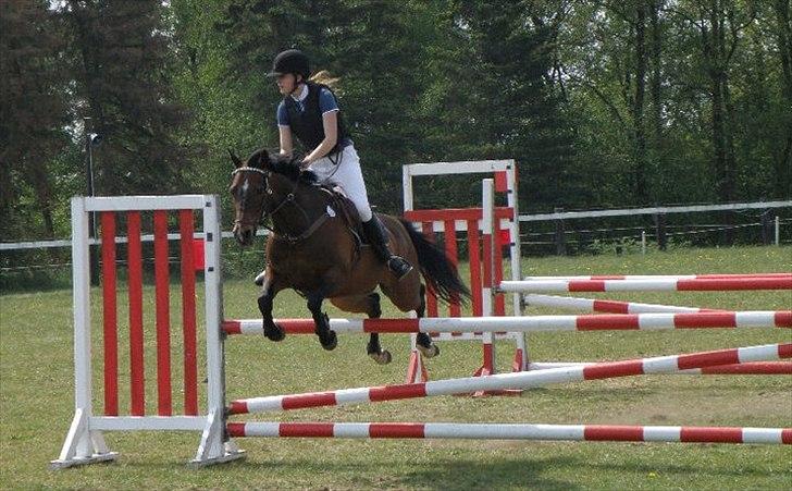 Anden særlig race Jussie - U-LA i grindsted foto: trine henriksen :) billede 10