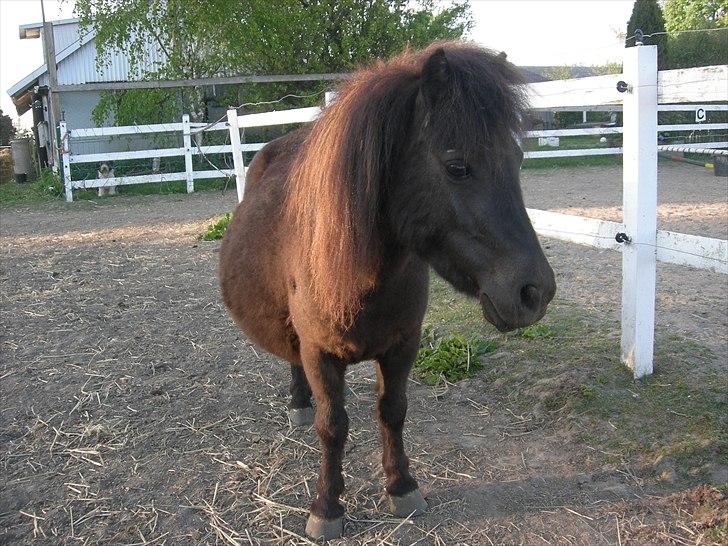 Shetlænder Minnie - Maj 2011 Maven vokser og vokser.. :D :D billede 5