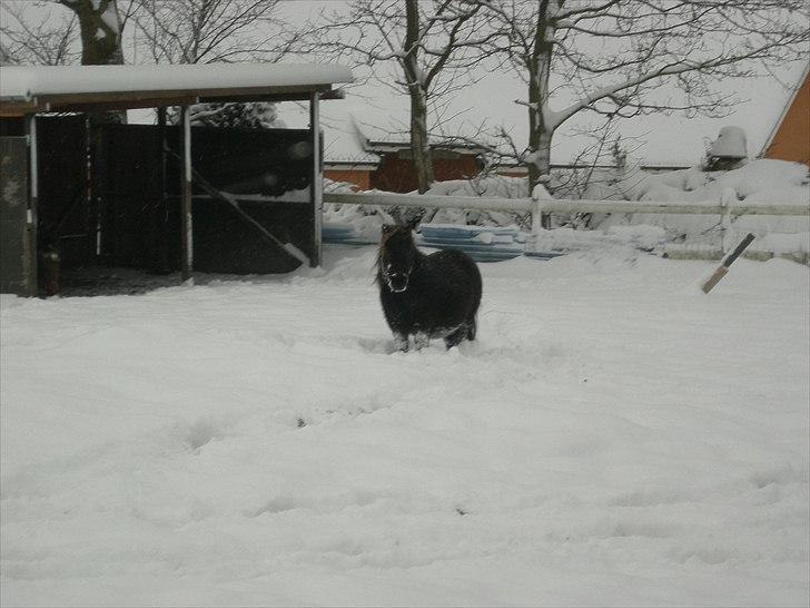 Shetlænder Minnie - Møvsen i sneen, starten af 2011 - med mave på :D billede 8