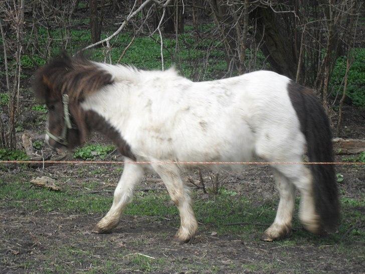 Shetlænder Buller The Bandit - 15/4-2011 billede 11