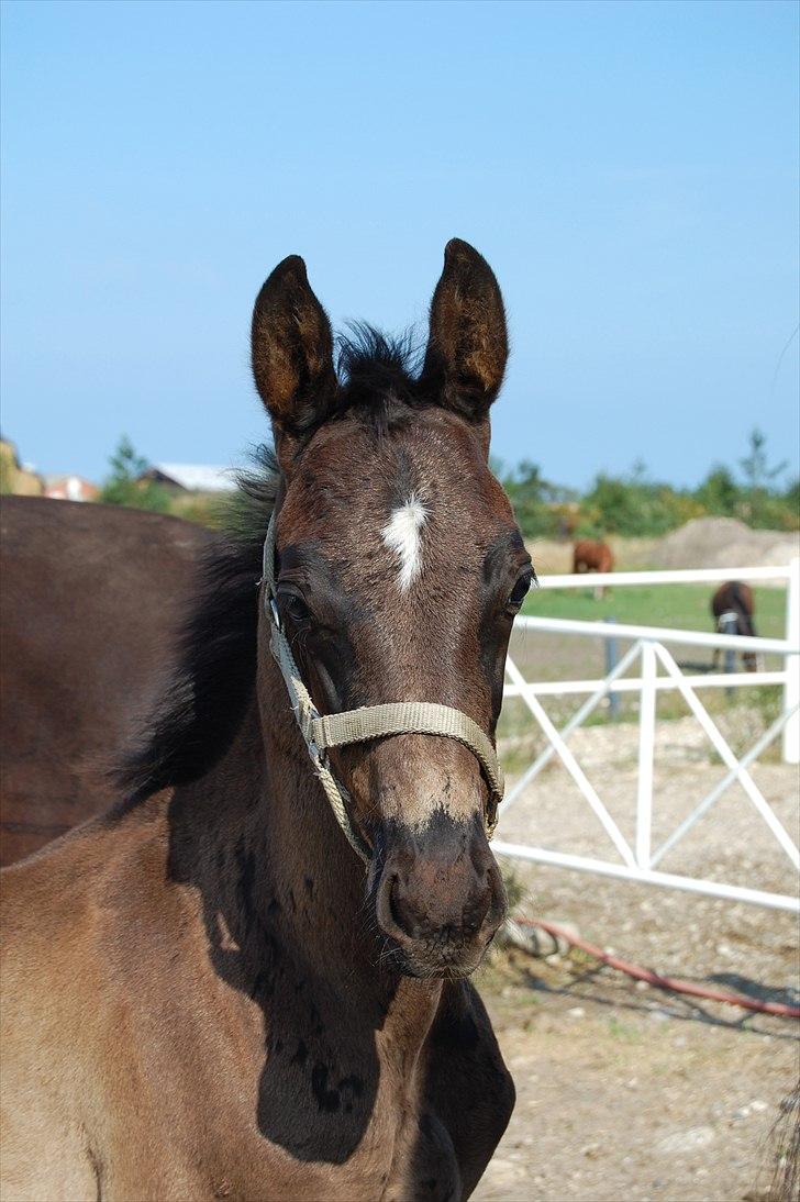 Dansk Varmblod Don Madison Birkedommergård billede 11