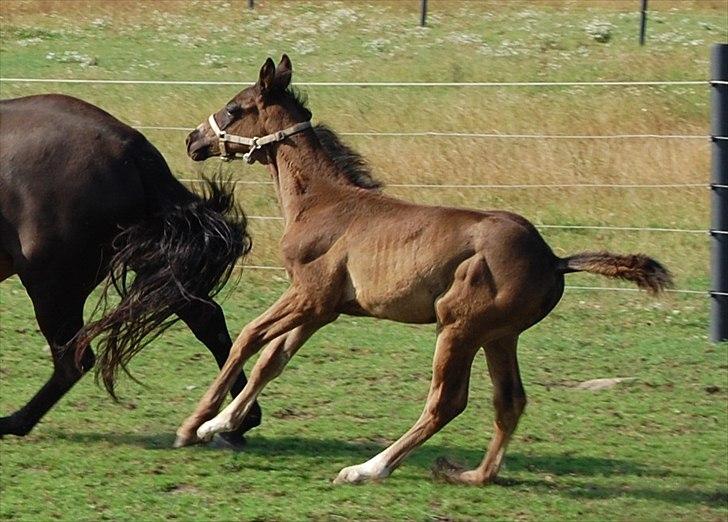 Dansk Varmblod Don Madison Birkedommergård billede 12