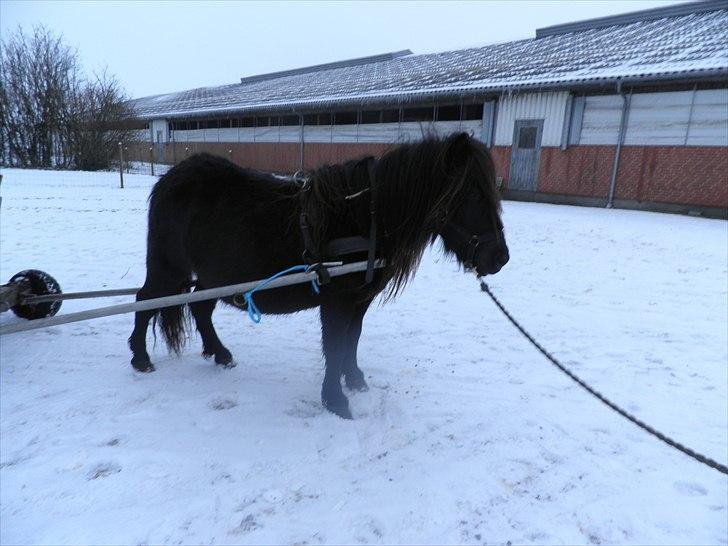 Shetlænder tulle  billede 3