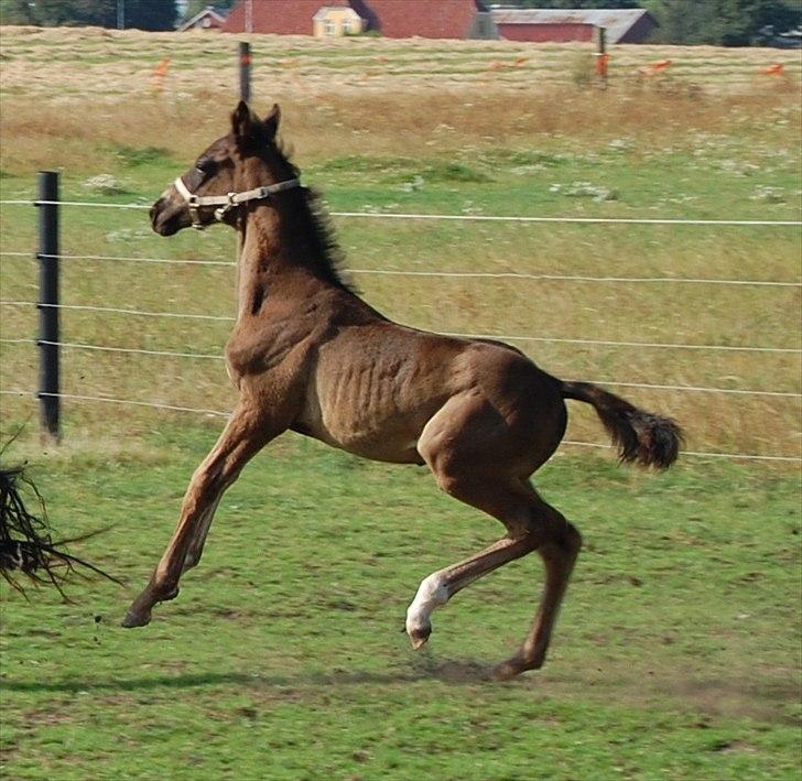 Dansk Varmblod Don Madison Birkedommergård billede 13
