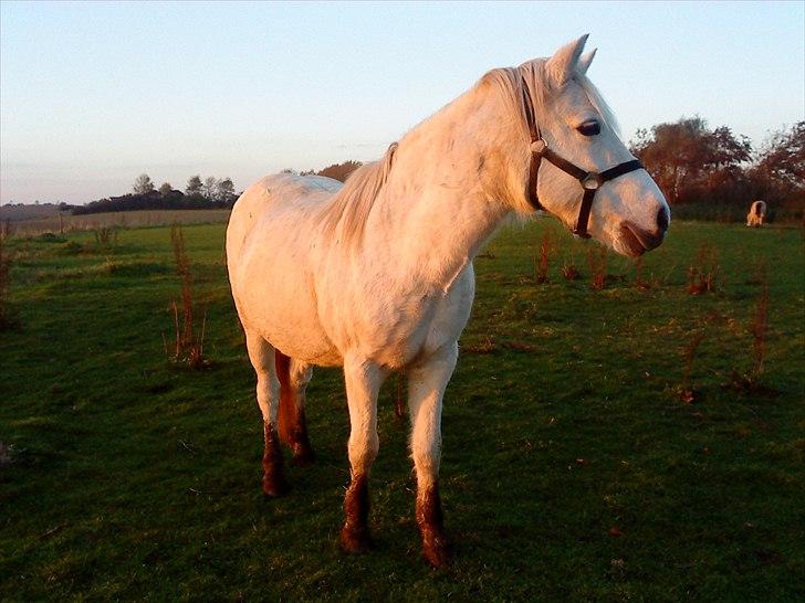 Anden særlig race princess - hvad sker der billede 7