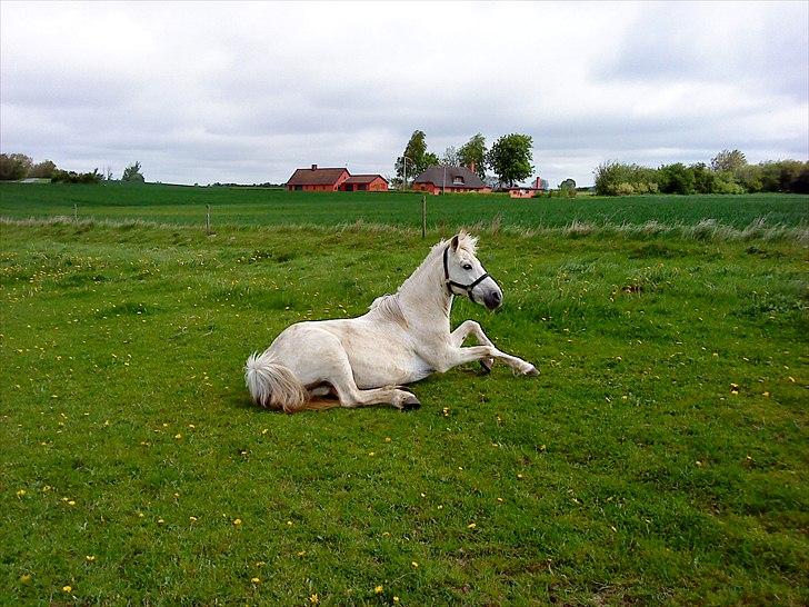 Anden særlig race princess - jaa frisk som en havørn aaaaaaaaaaaaaaaaaaaaaaaaaaaaaaaaaaaaaaarrh billede 3