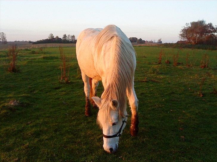 Anden særlig race princess - mmmmmm mad :-) billede 8