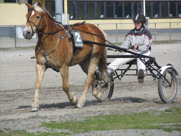 Haflinger stephanie billede 6