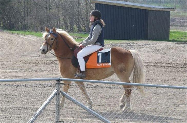 Haflinger stephanie billede 7