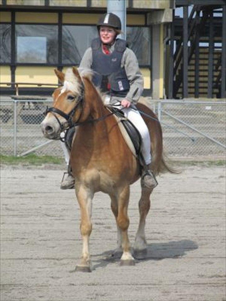 Haflinger stephanie billede 8