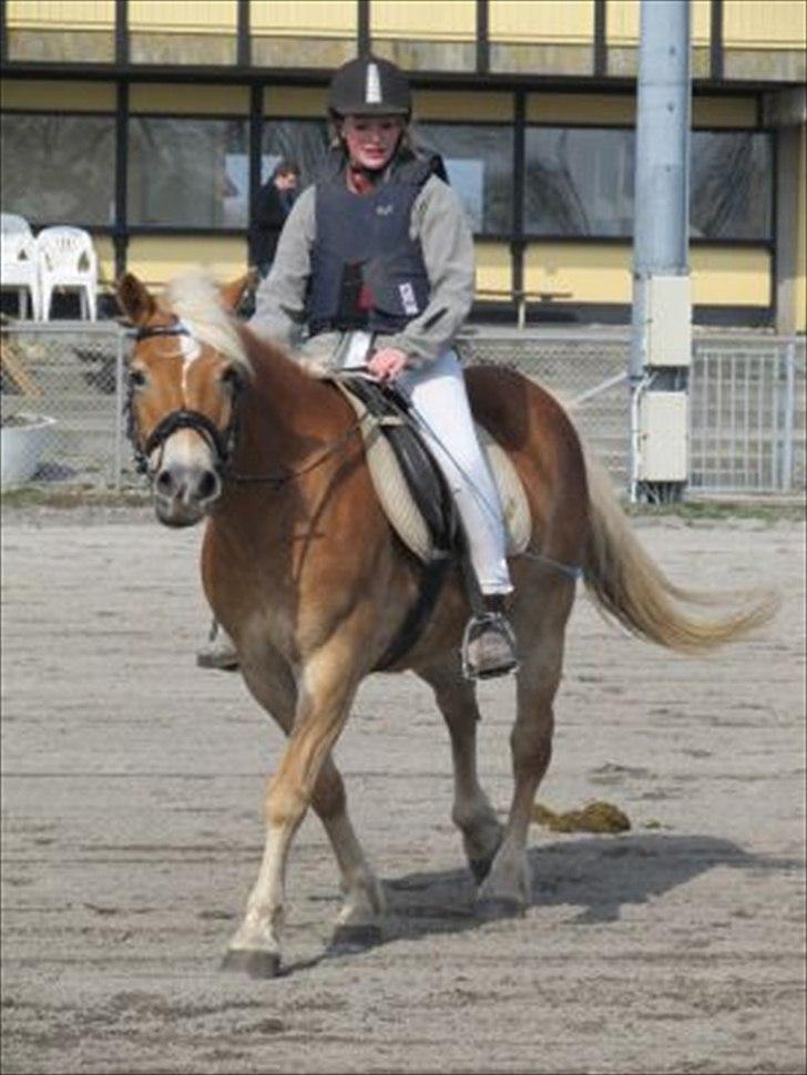 Haflinger stephanie billede 9