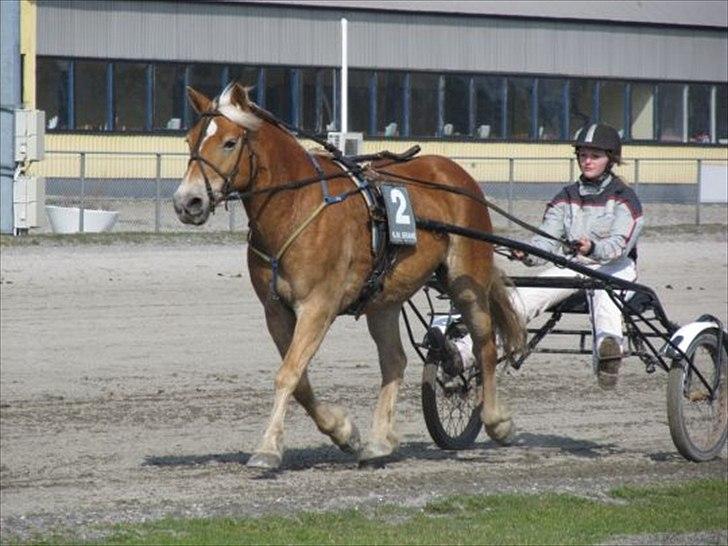 Haflinger stephanie billede 10